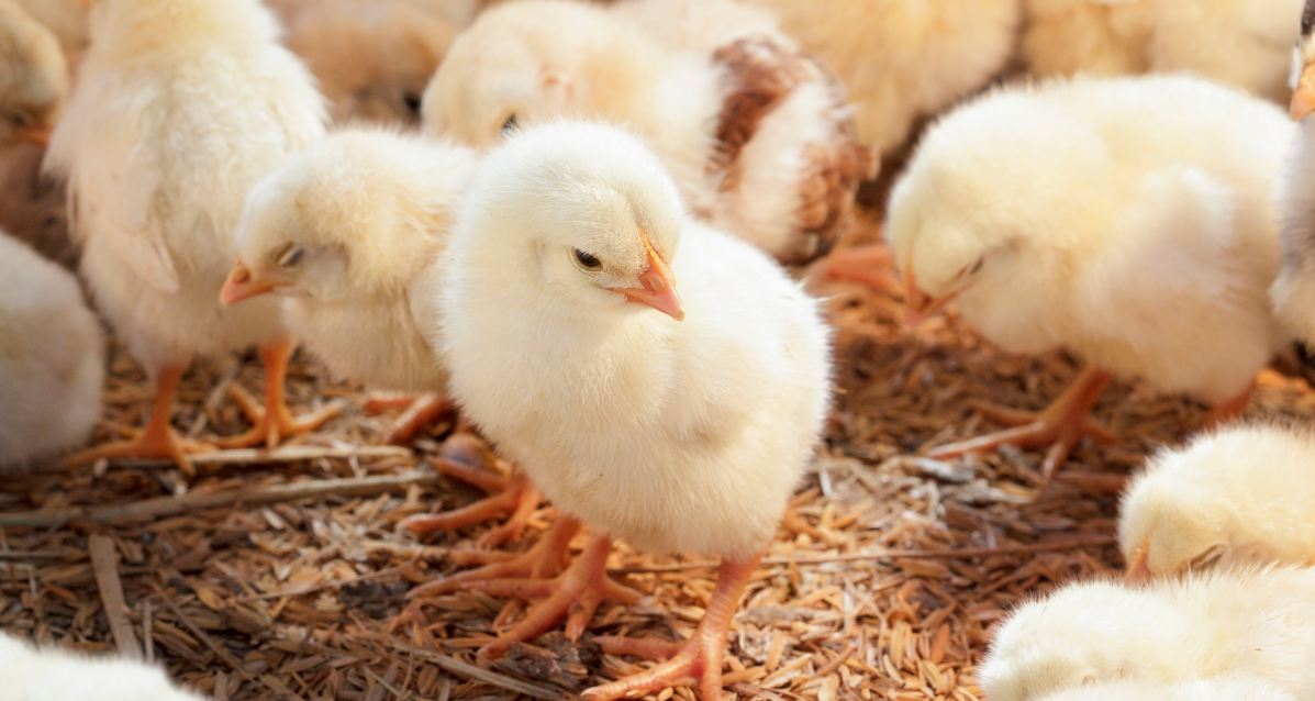Chick Days 2023