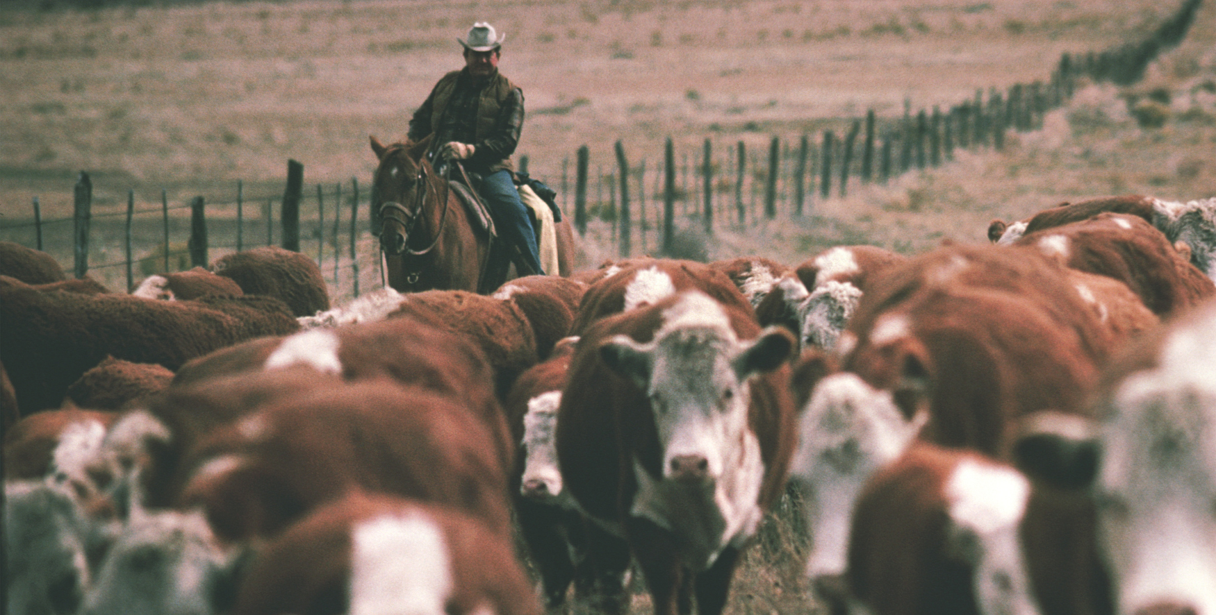 Cow herd