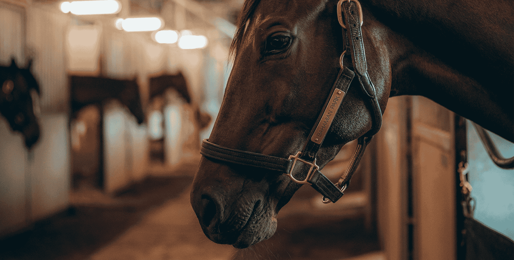 Horse 2024