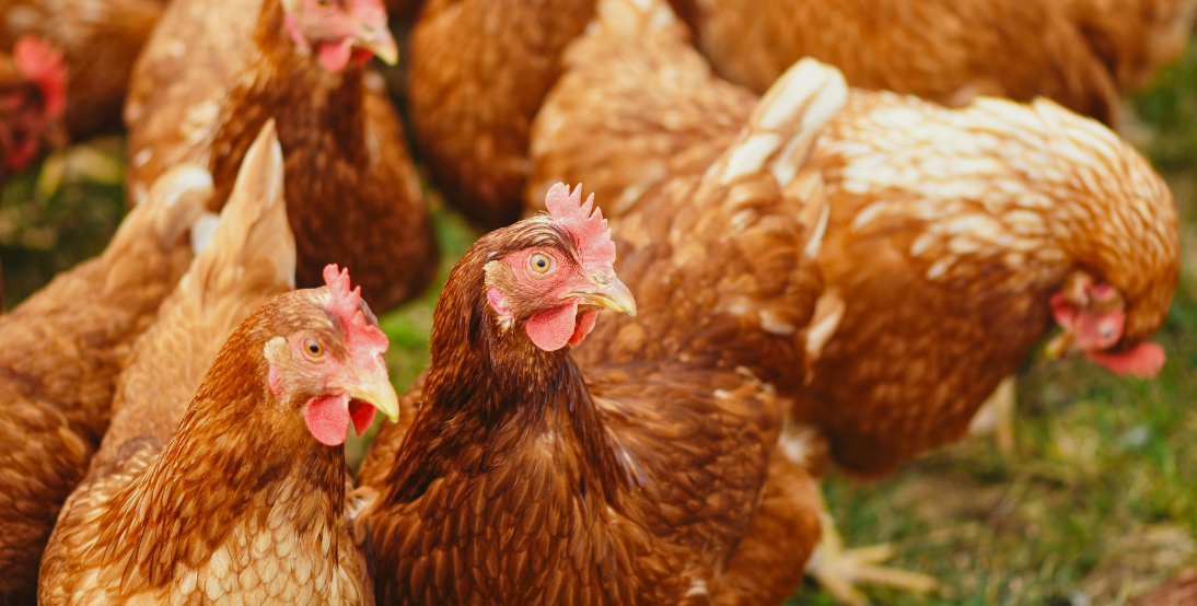 Poultry Operation