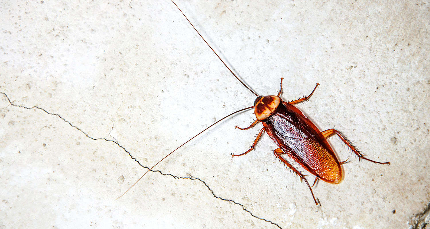 Cockroach on ground