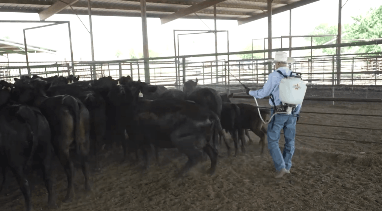 Hog Insecticide Inhibidor™ Pour-On: Fly, Lice & Tick Control for Cattle | Starbar®