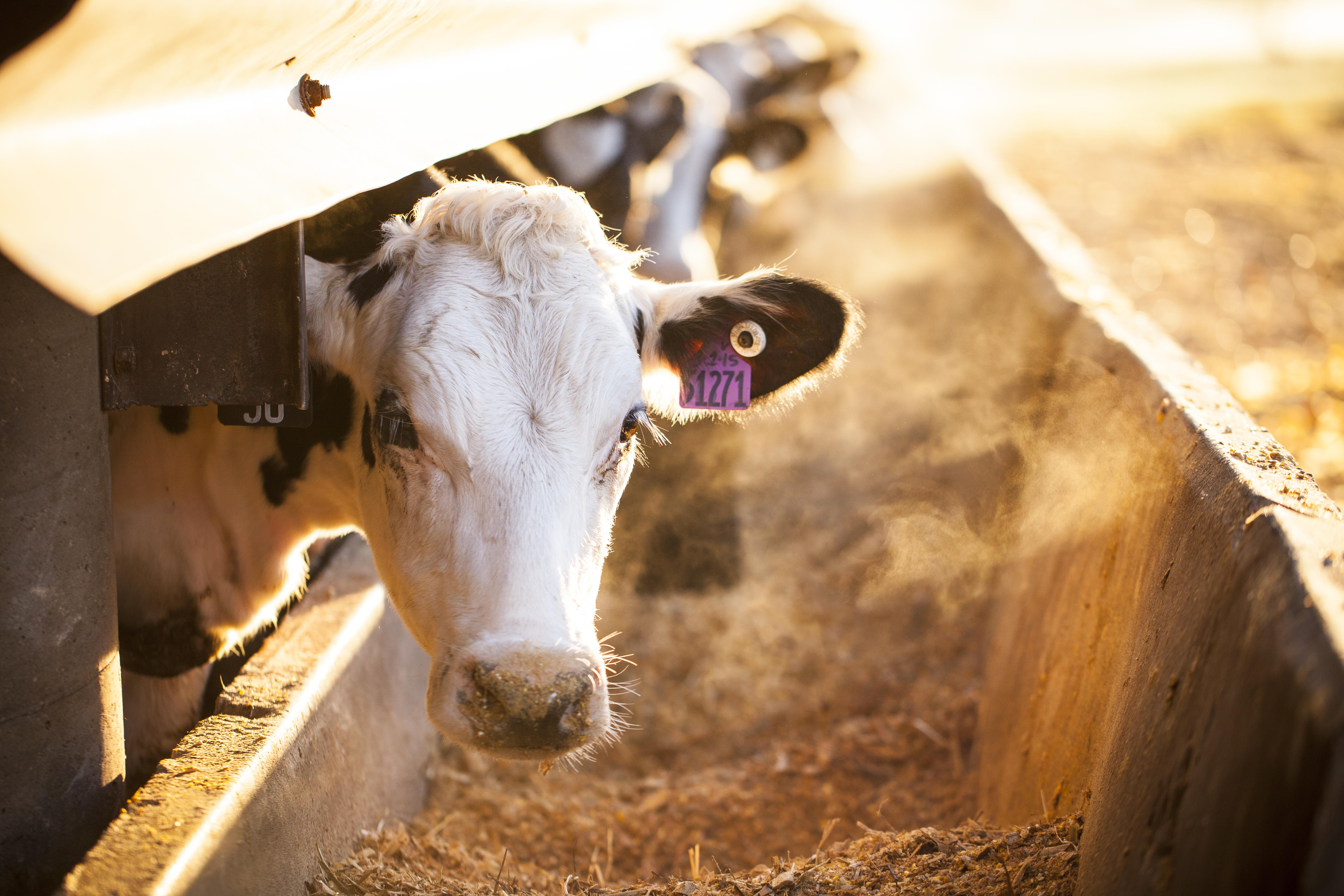 By utilizing various types of fly control products found in the Starbar line, dairy producers are able to keep populations below the economic threshold. 