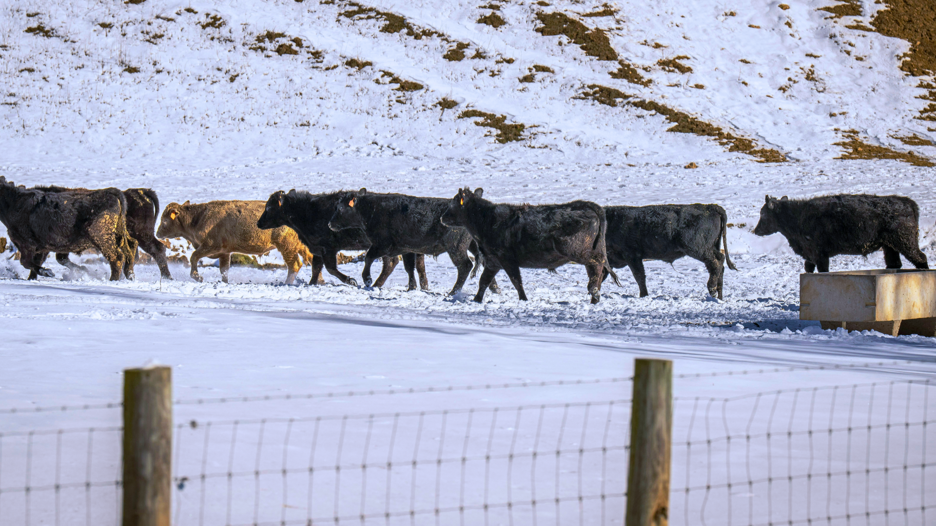 Winter-proof your livestock