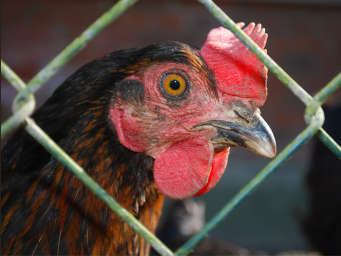 closeup of brown rooster with bright red comb through a  chain link fence 