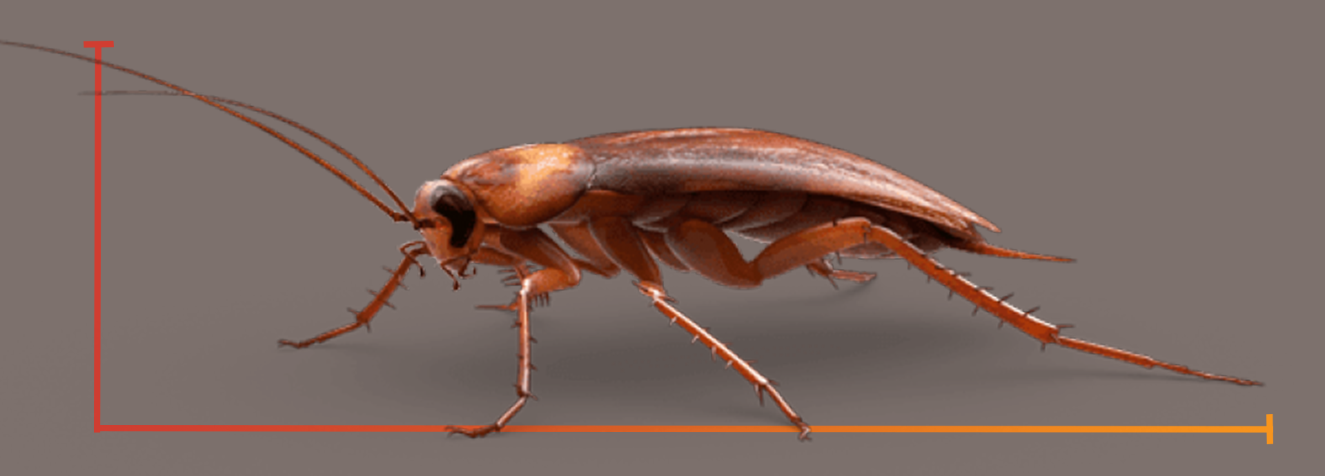 What are roaches deals