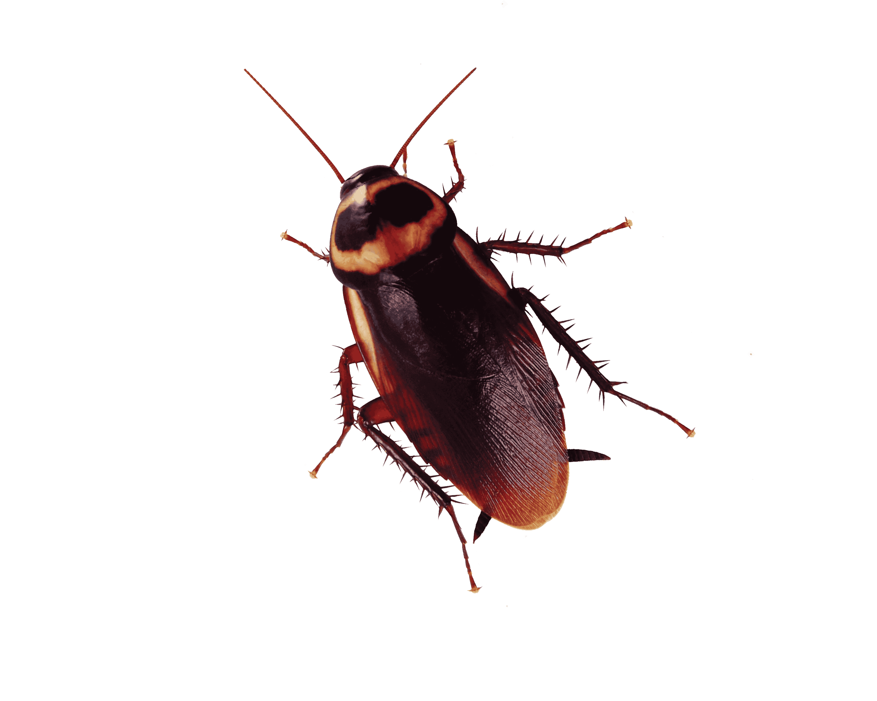 australian cockroach