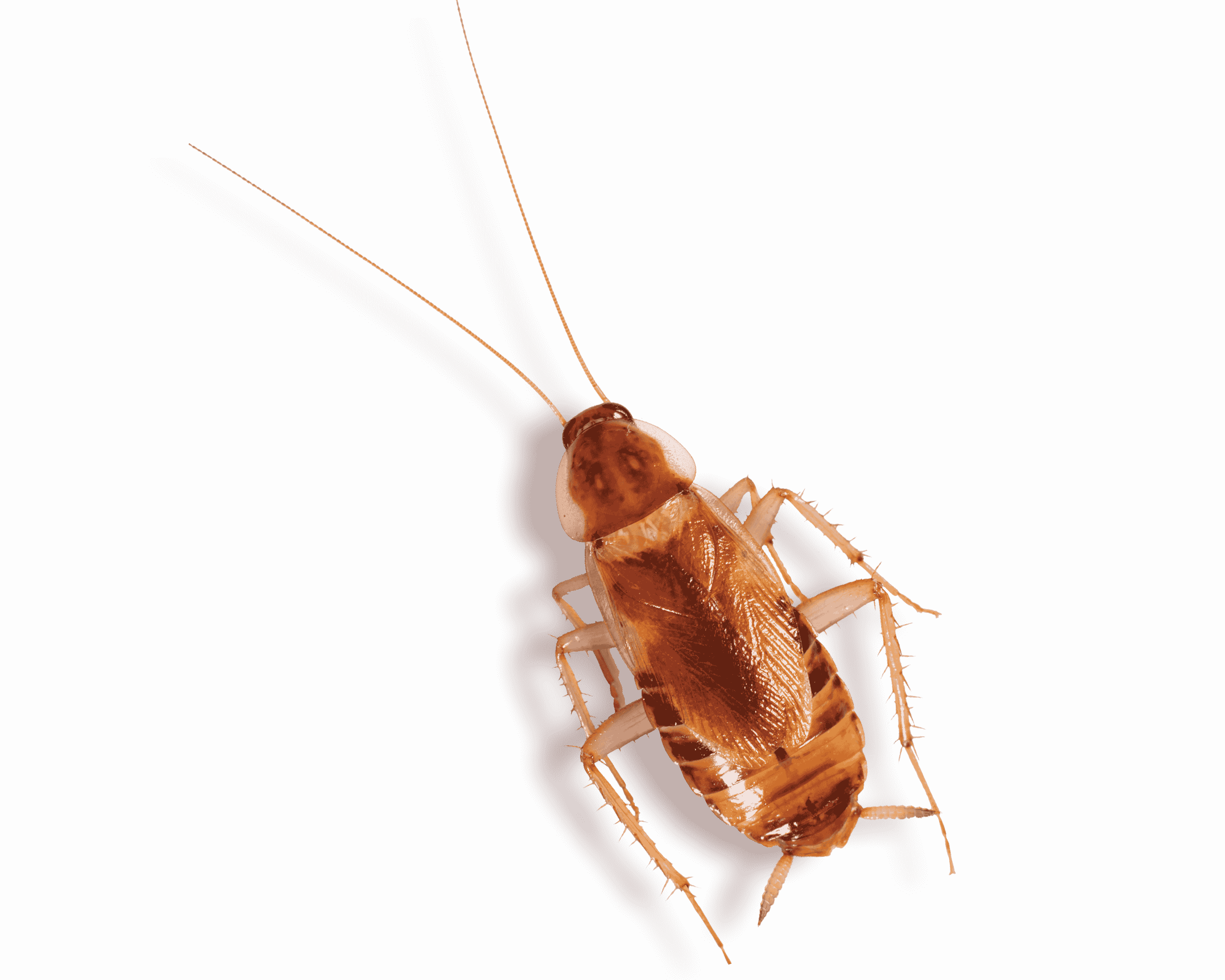 brown banded cockroach