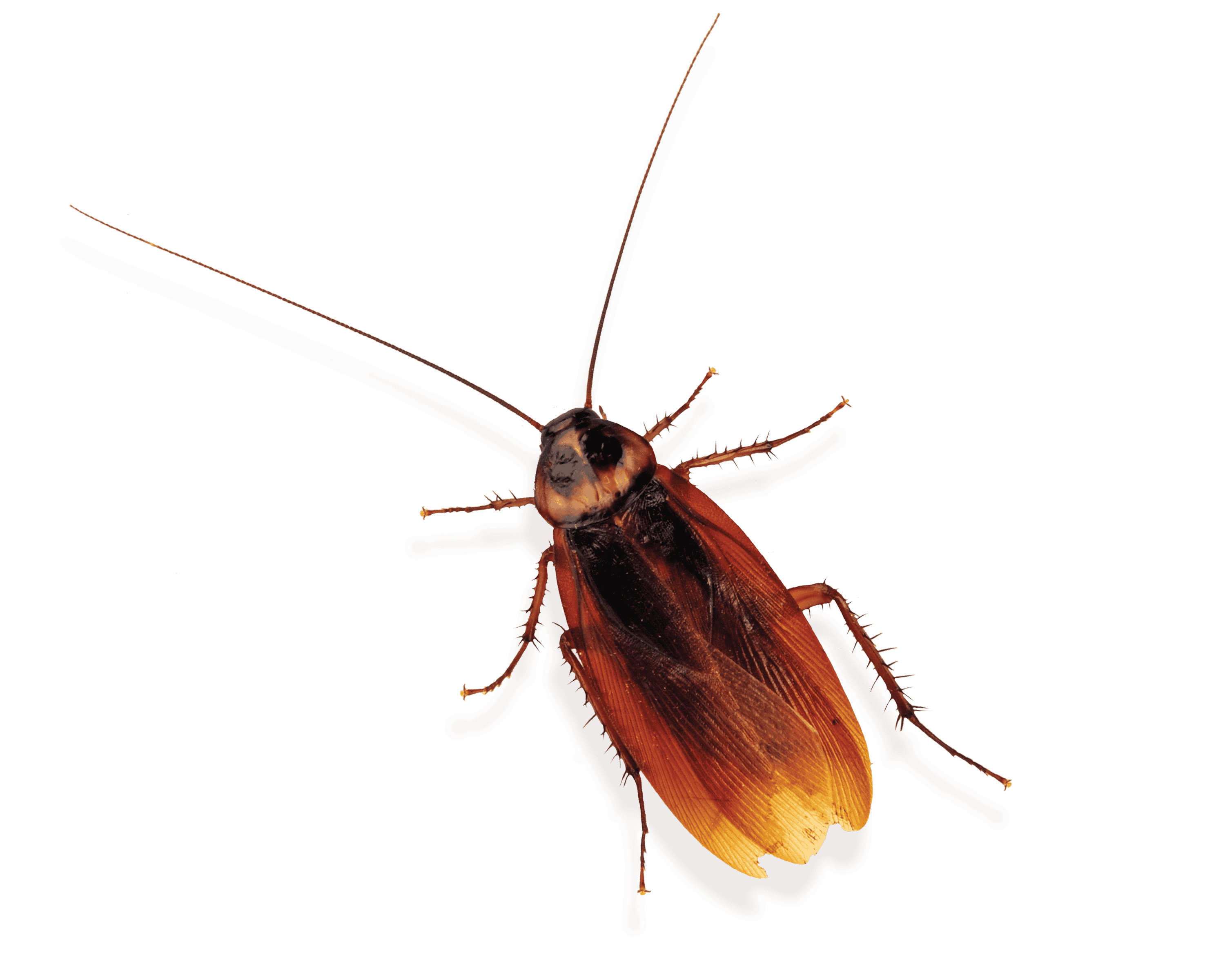brown cockroach