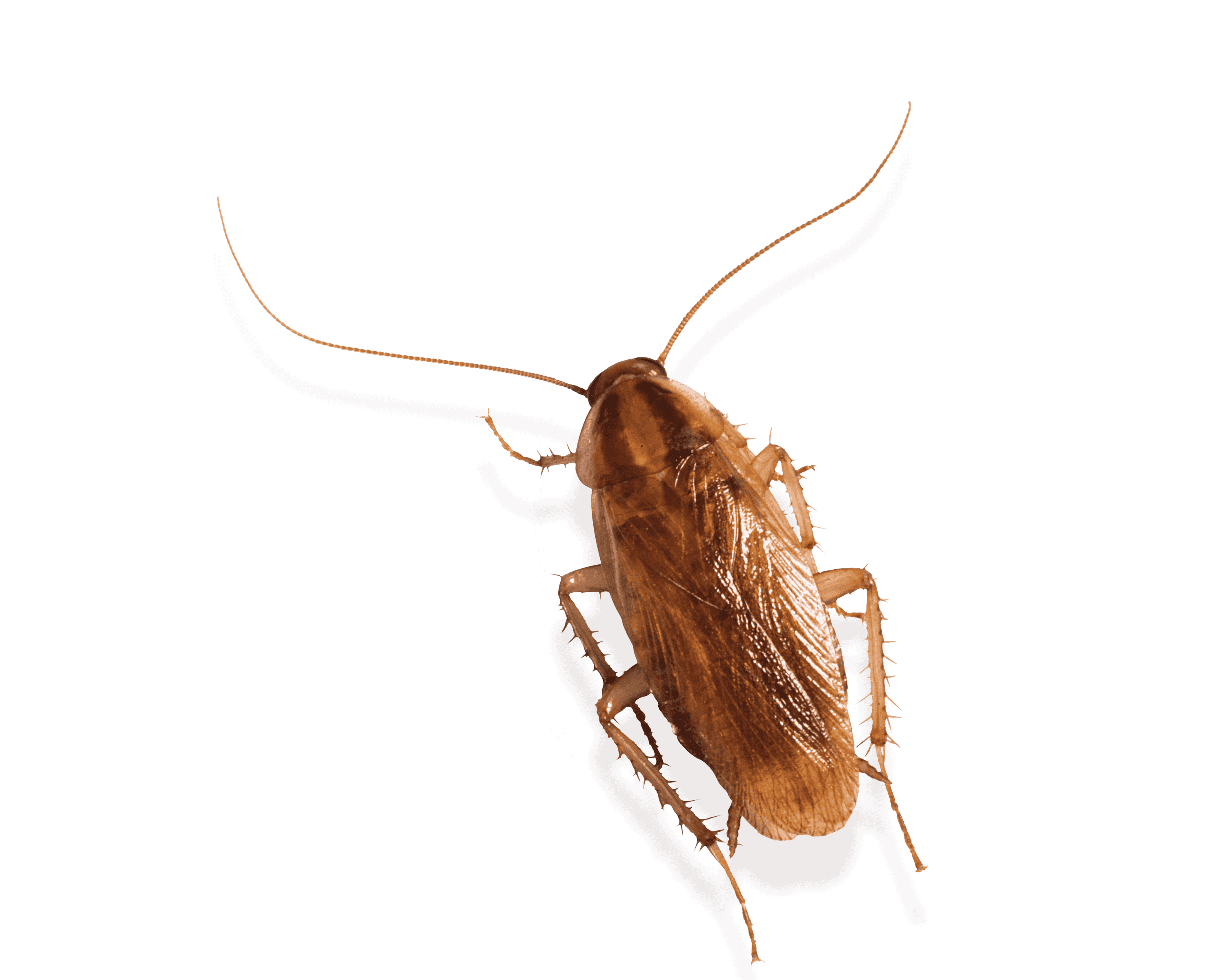 german cockroach