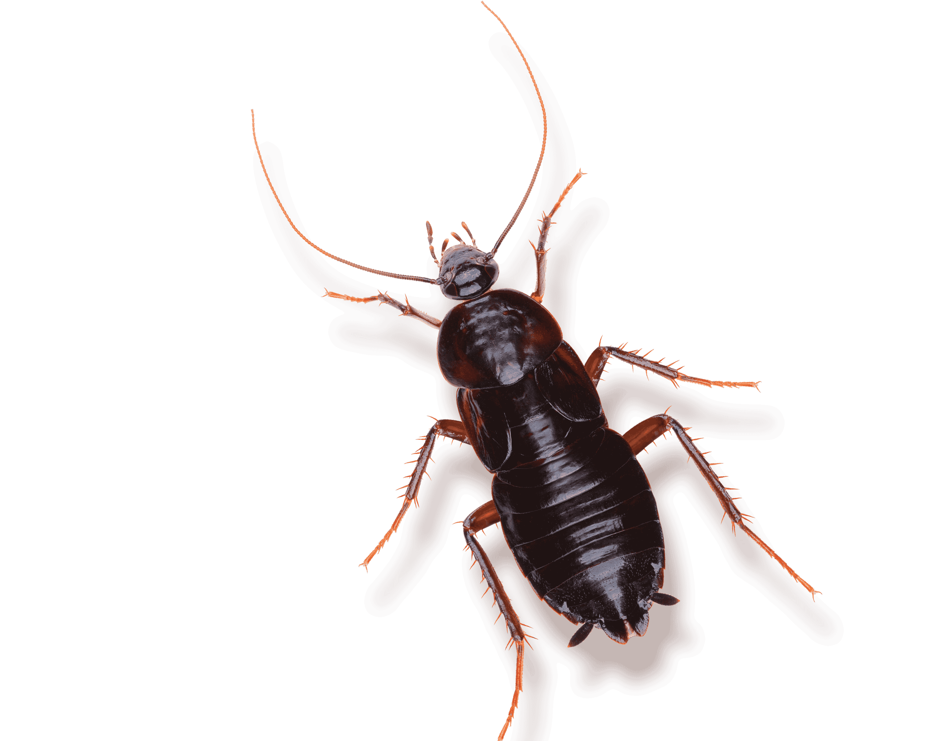 oriental cockroach