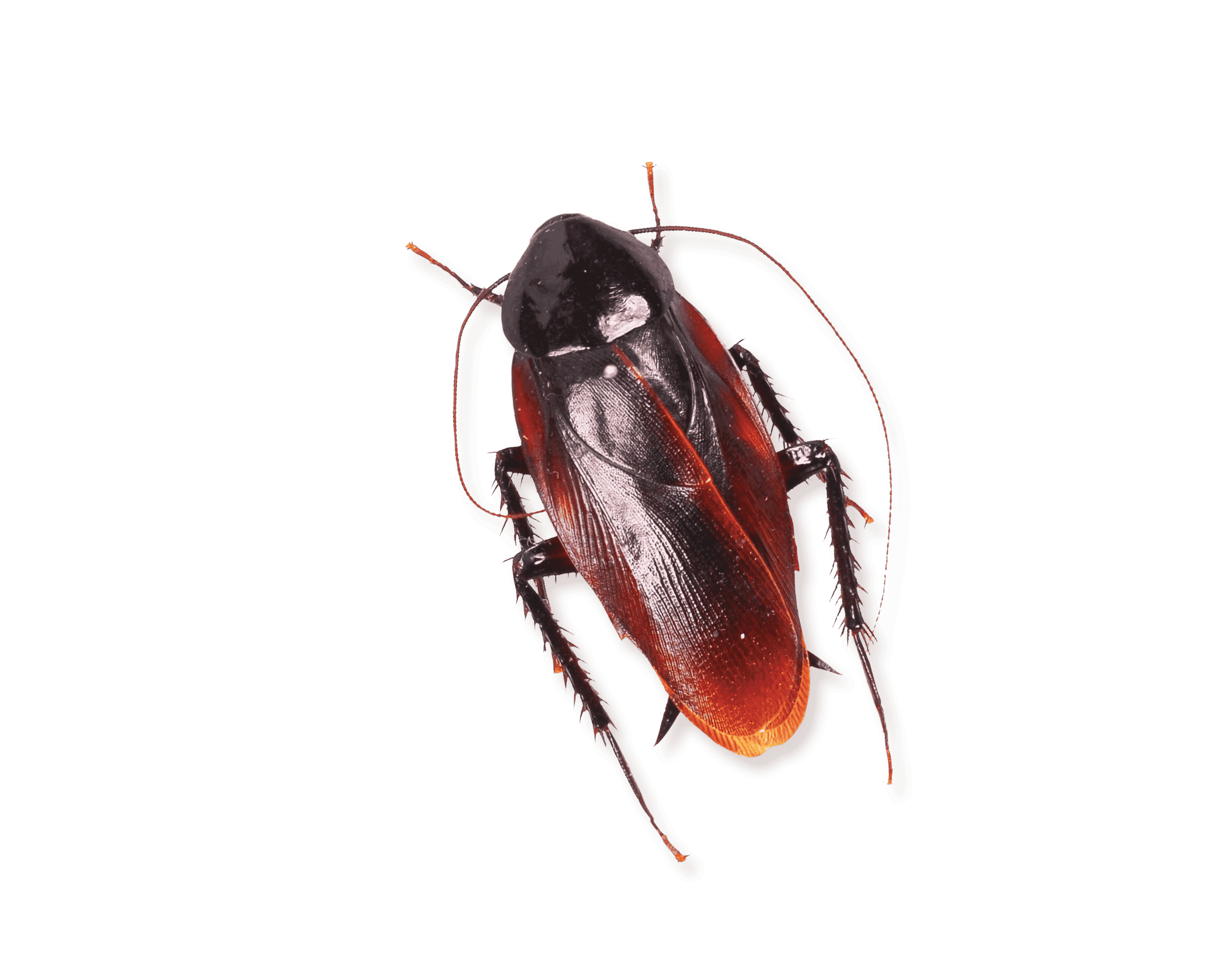 smokey brown cockroach