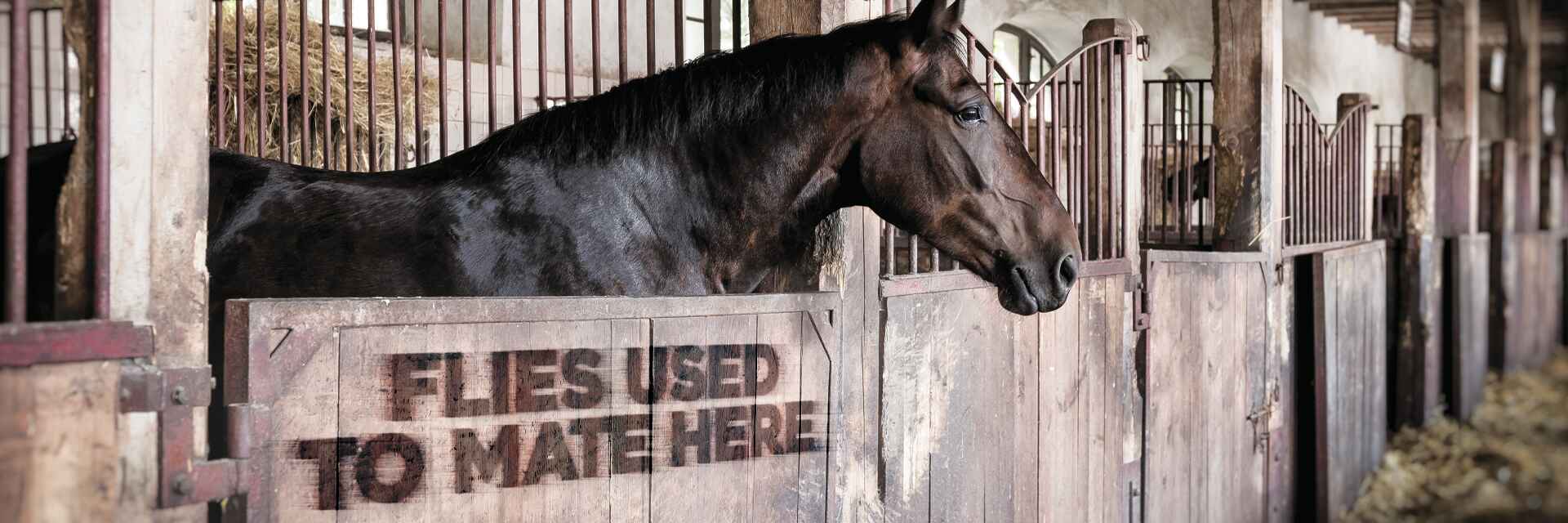 TrapsHorseHeaderOption11920x640 1 jpg