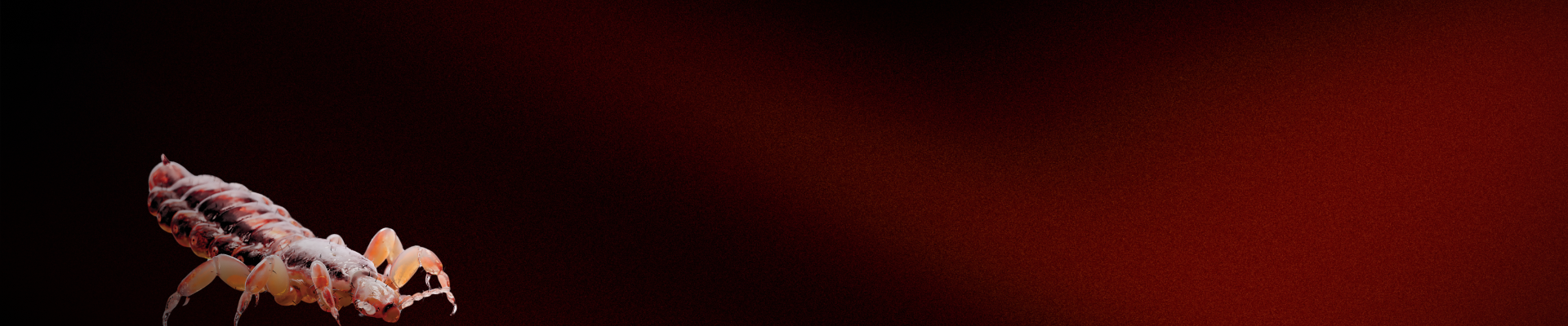 Banner Lice