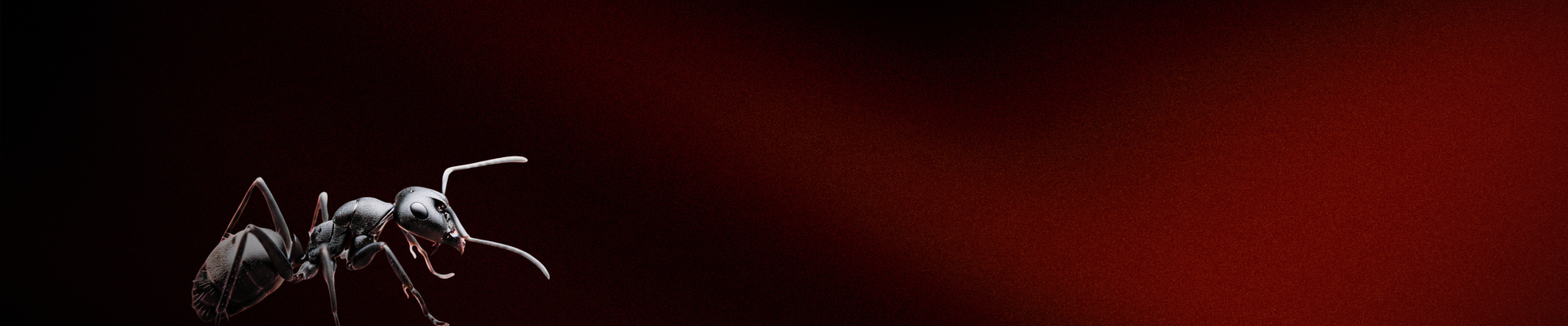 Banner Ants